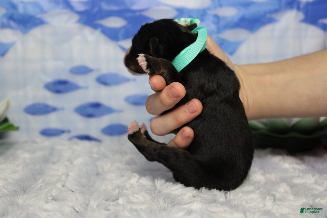 Bernese Mountain Dog dogs for sale: Cherrio - Image 8