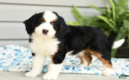 Bernedoodle dogs for sale: Ginger - Image 5