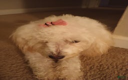 Pudelpointer dogs for sale: Princess - Image 2