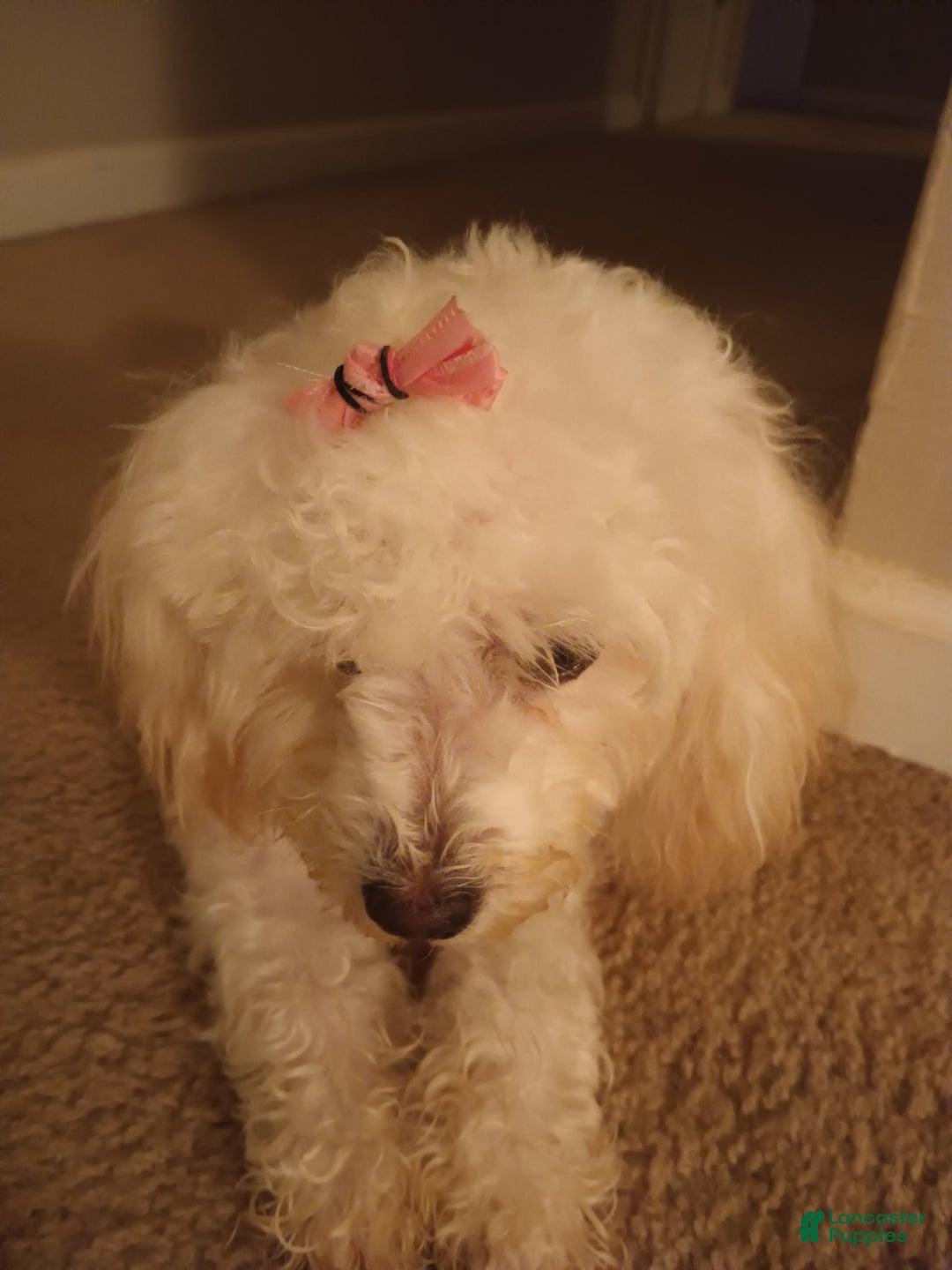 Pudelpointer dogs for sale: Princess - Image 2