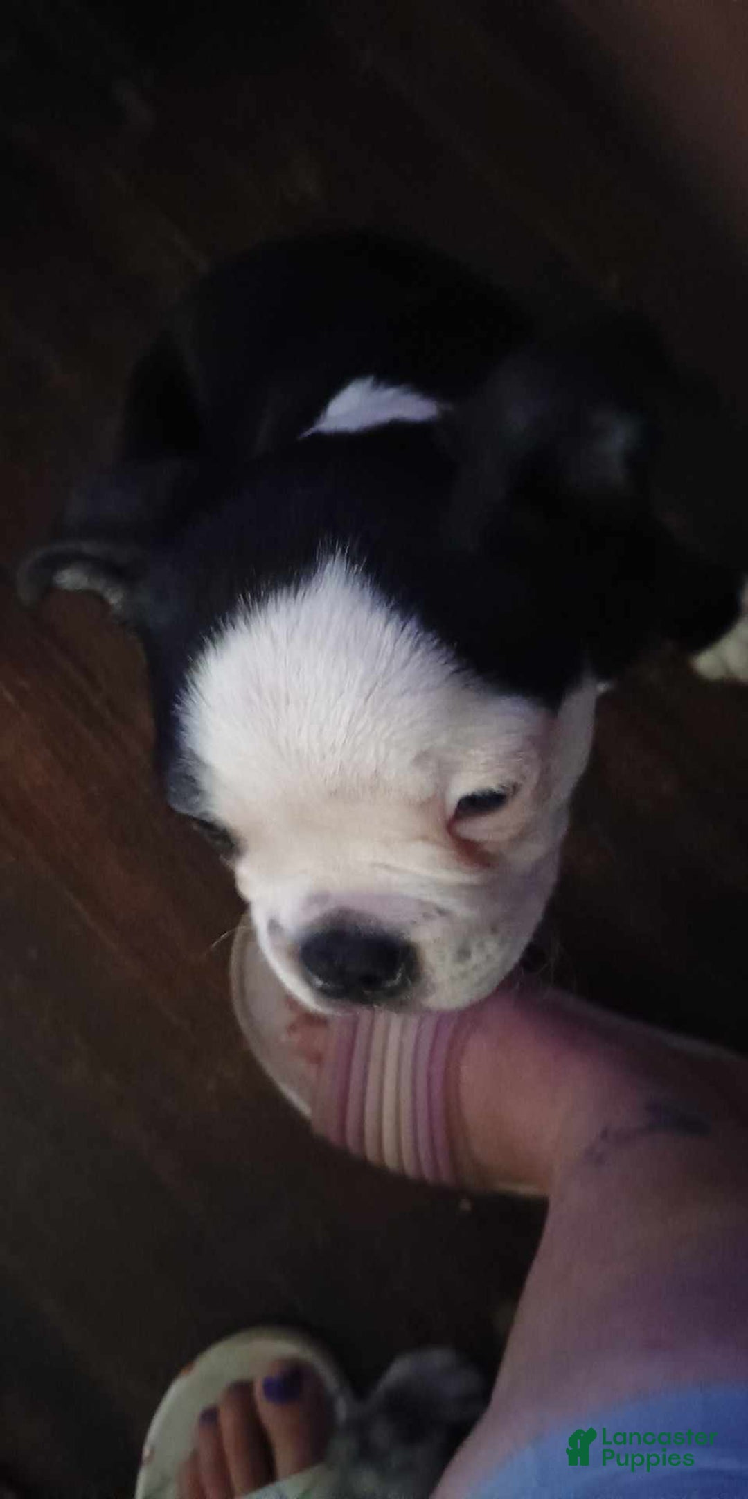 Boston Terrier dogs for sale: 2 Face - Image 5