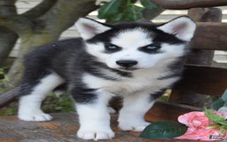 Siberian Husky dogs for sale: Siberian Husky 3 puppies - Image 1