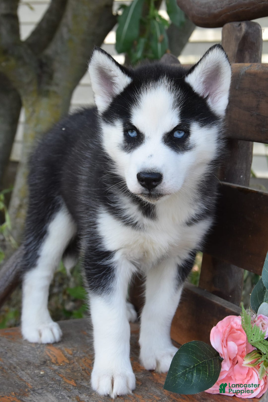 Siberian Husky dogs for sale: Siberian Husky 3 puppies - Image 1