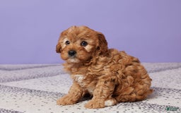 Cavapoo dogs for sale: Captain - Image 1
