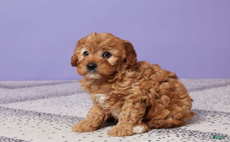 Cavapoo dogs for sale - Ad 2