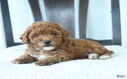 Miniature Poodle dogs for sale: Hazel - Image 5