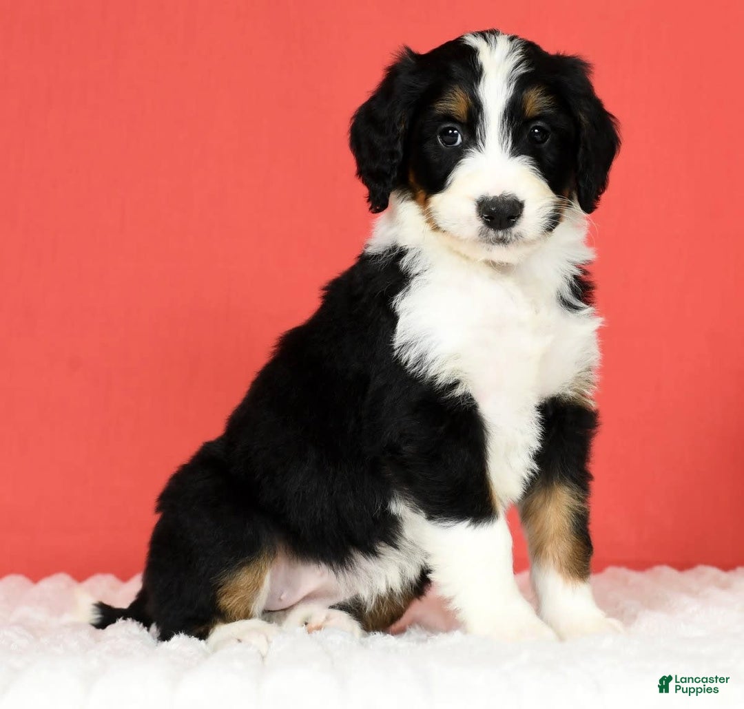 Bernedoodle dogs for sale: Lola - Image 10