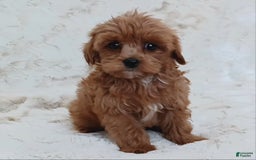 Cavapoo dogs for sale: Amy - Image 6