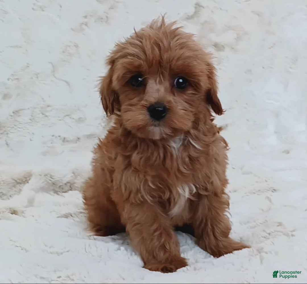 Cavapoo dogs for sale: Amy - Image 6