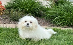 Lhasa Apso dogs for sale: Lucy - Image 4