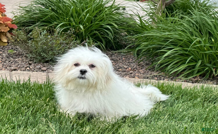 Lhasa Apso dogs for sale - Ad 4