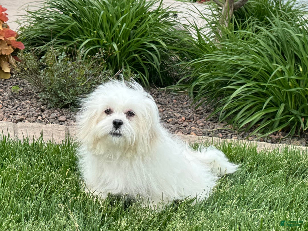 Lhasa Apso dogs for sale: Lucy - Image 4