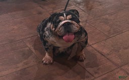 English Bulldog dogs for sale: Isabella - Image 7
