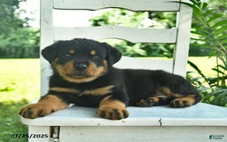 Rottweiler dogs for sale: Teddy - Image 5