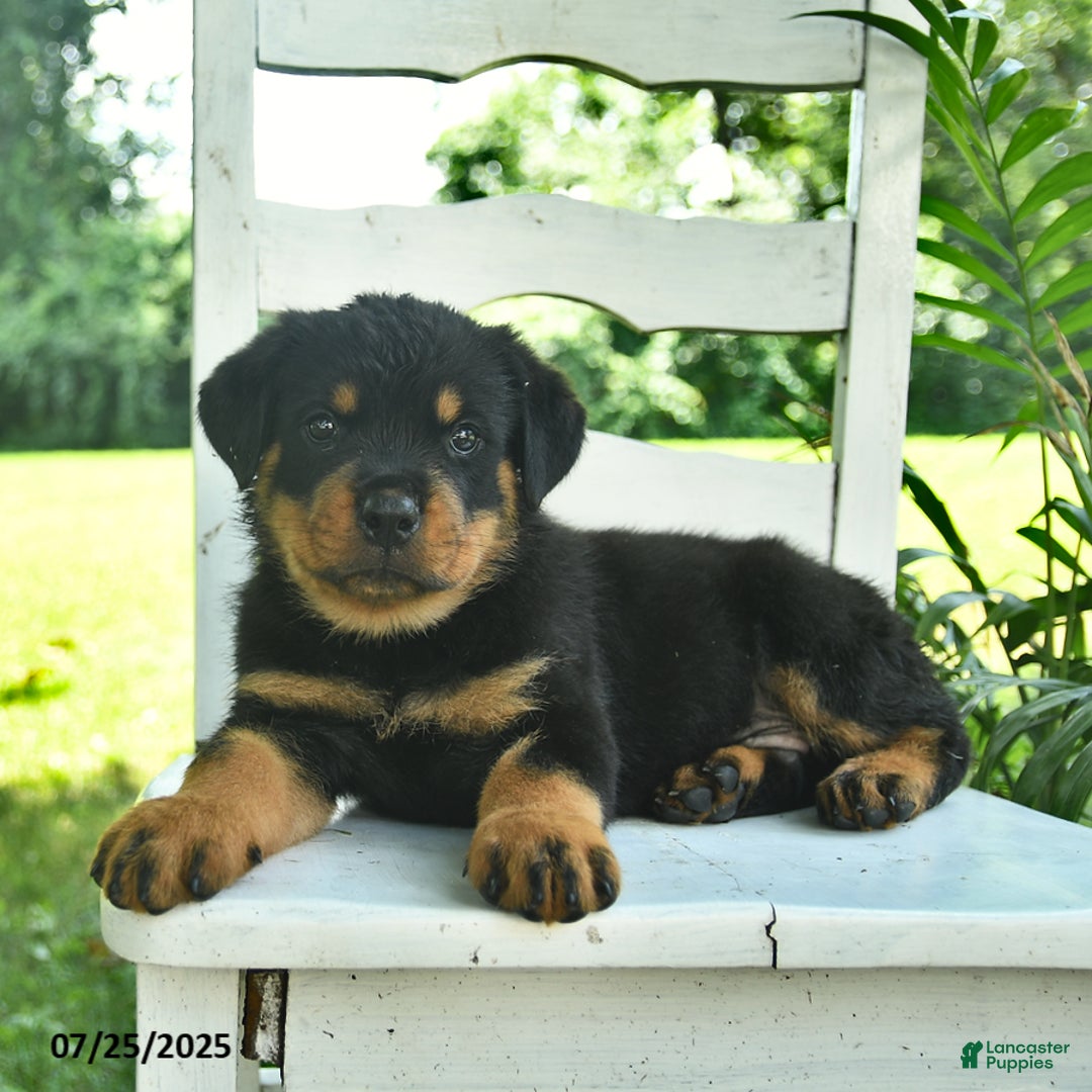 Rottweiler dogs for sale: Teddy - Image 5