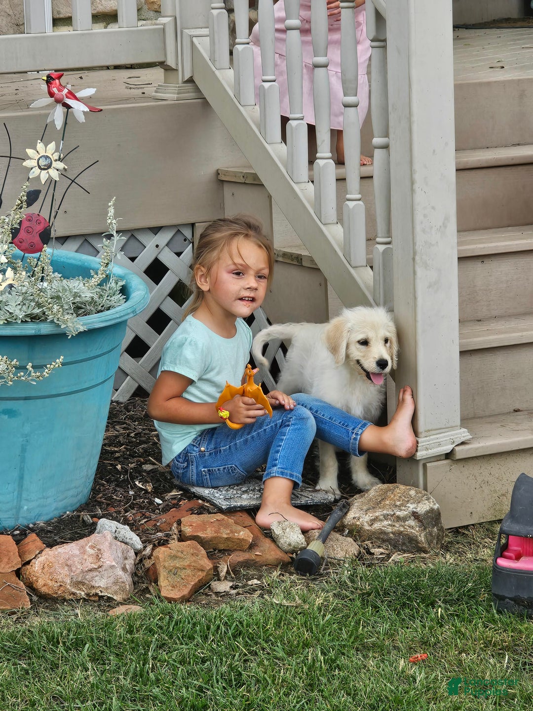 Goldendoodle dogs for sale: Gunner - Image 2