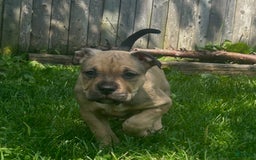 American Bully dogs for sale: Enzo - Image 2