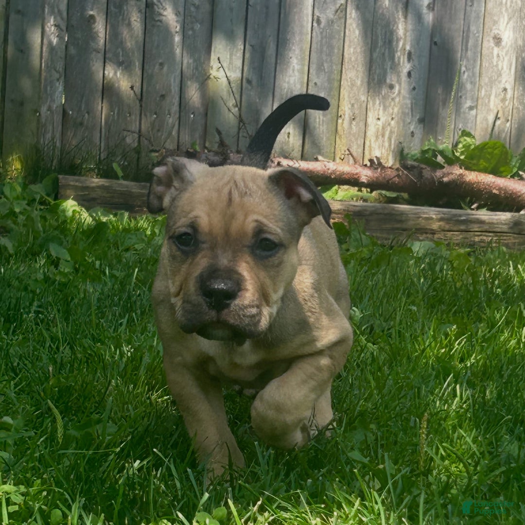 American Bully dogs for sale: Enzo - Image 2