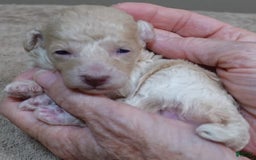 Toy Poodle dogs for sale: Nimmi Apricot - Image 16
