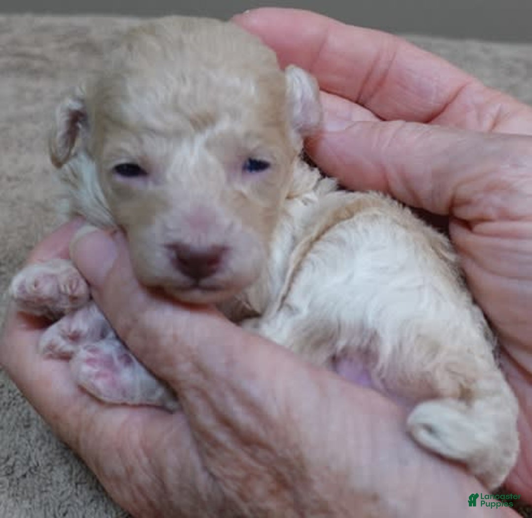 Toy Poodle dogs for sale: Nimmi Apricot - Image 16