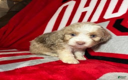 Mini Aussiedoodle dogs for sale: Sunny - Image 4
