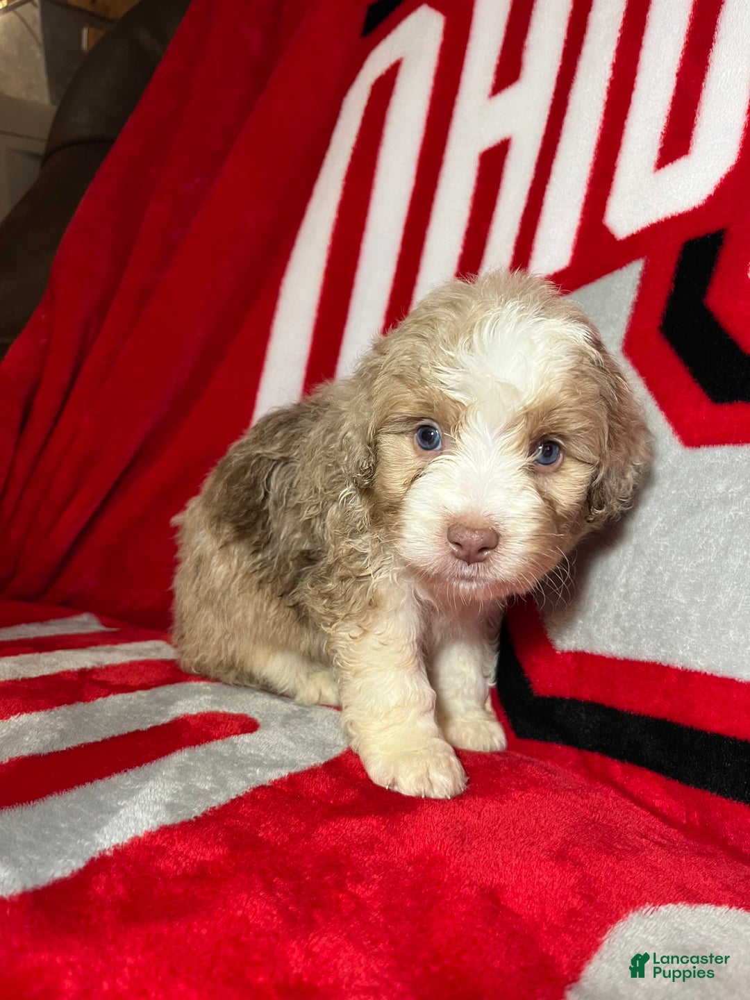 Mini Aussiedoodle dogs for sale: Sunny - Image 4