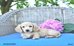 Miniature Dachshund dogs for sale: Milo - Image 2