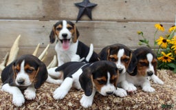 Beagle dogs for sale: Charlie - Image 3
