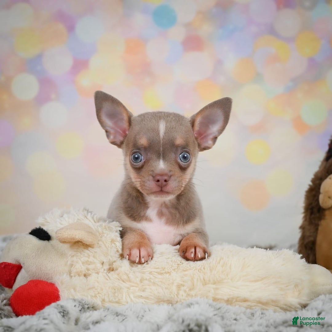 Chihuahua dogs for sale: Tobis - Image 2