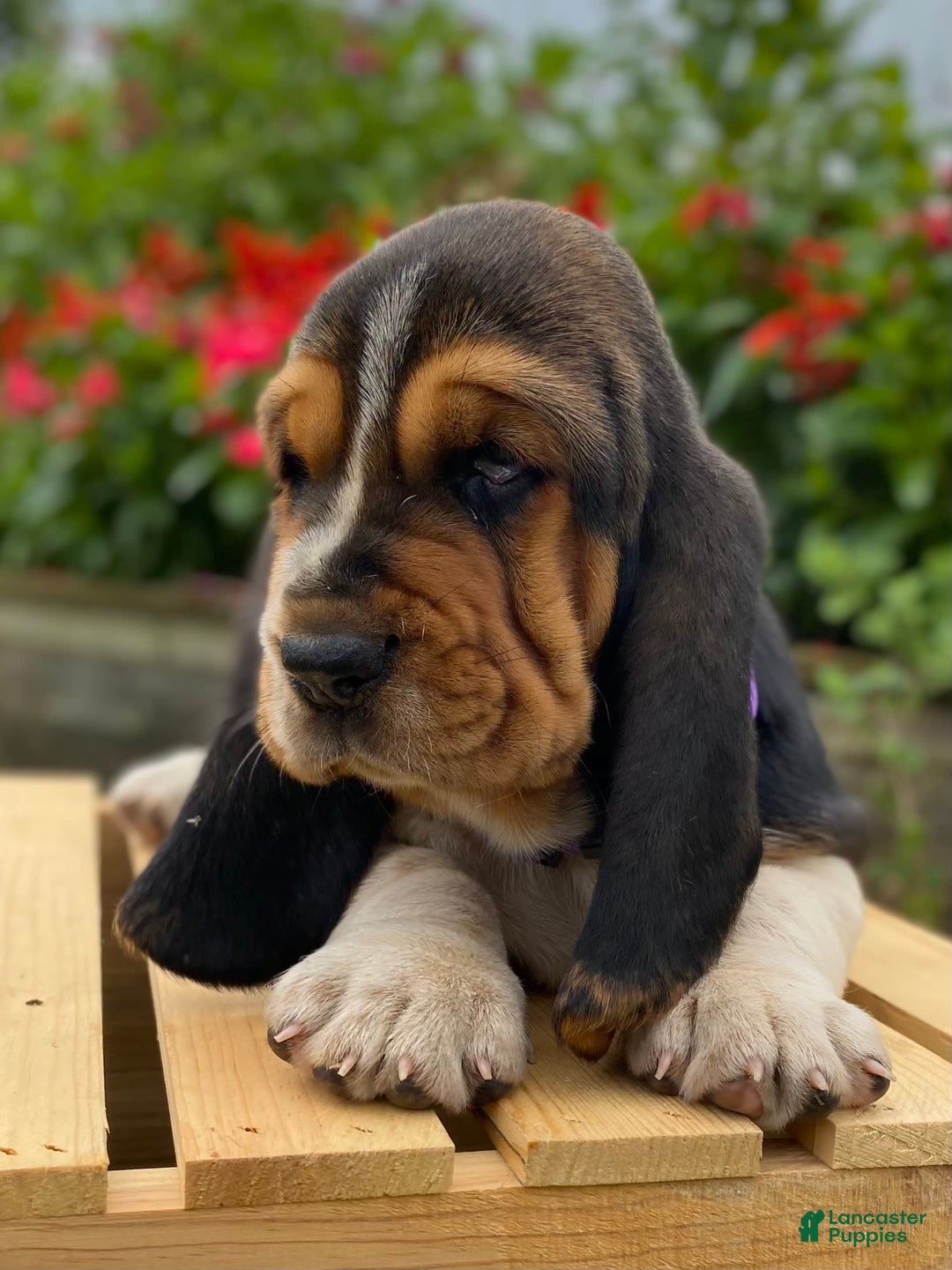Basset Hound dogs for sale: Sadie - Image 9