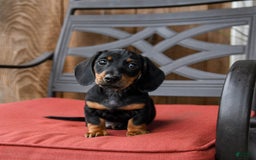Miniature Dachshund dogs for sale: Bucky - Image 4