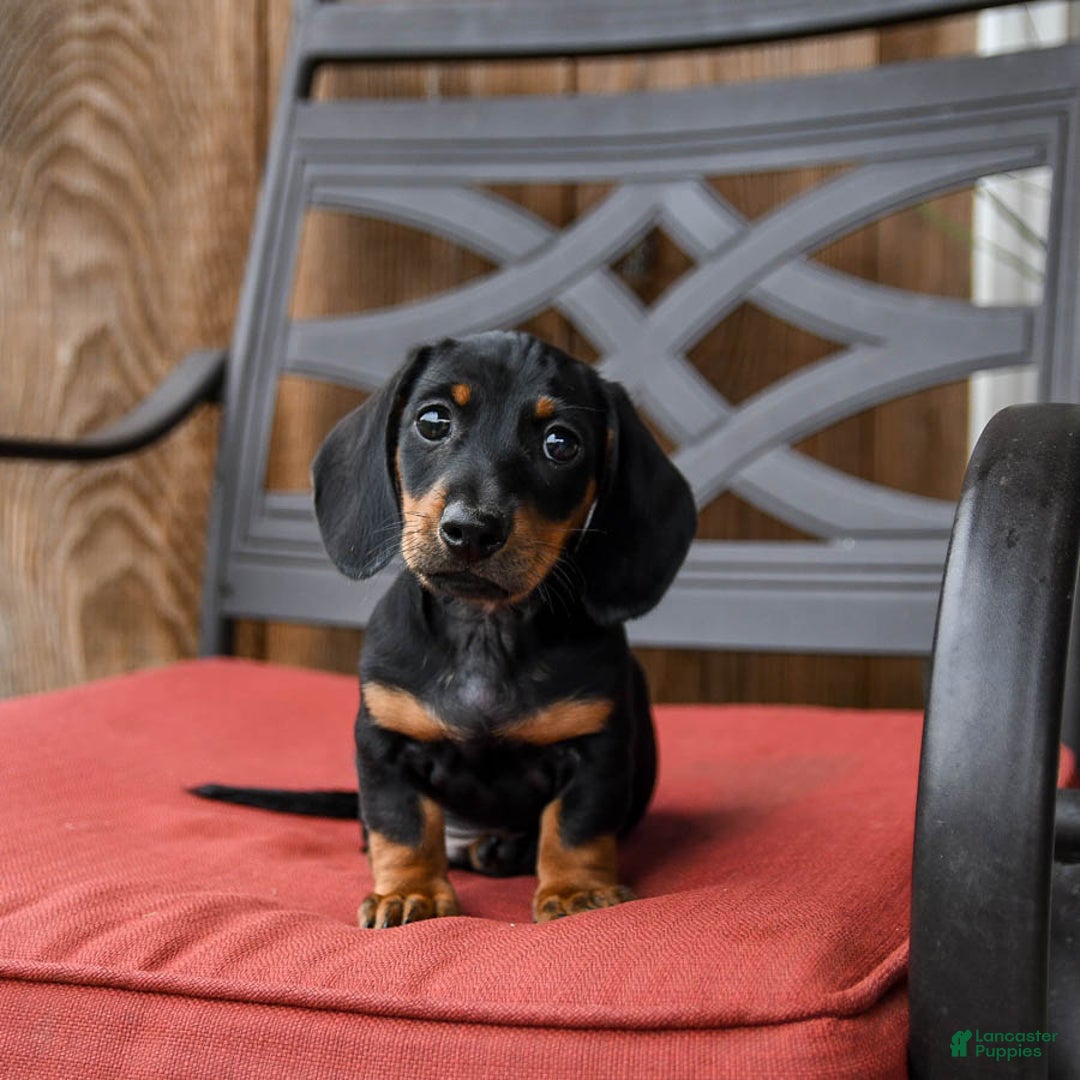 Miniature Dachshund dogs for sale: Bucky - Image 4