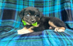 Miniature Australian Shepherd dogs for sale: Moose - Image 6