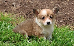 Welsh Corgi Pembroke dogs for sale: Bridget - Image 2