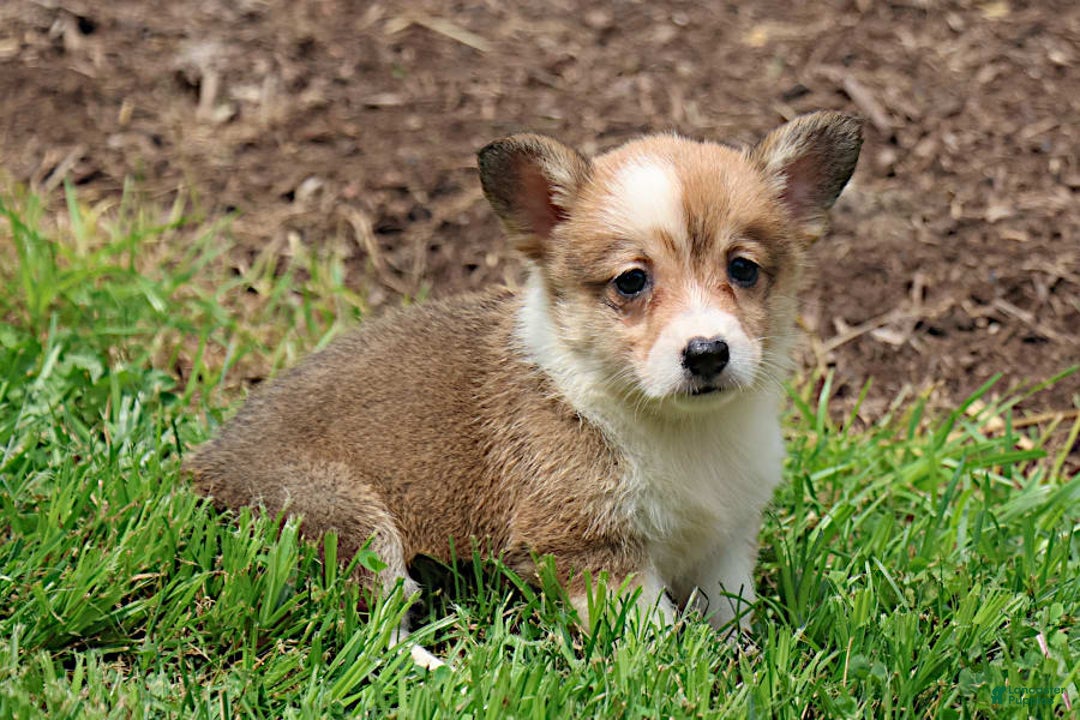 Welsh Corgi Pembroke dogs for sale: Bridget - Image 2