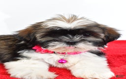 Shih Tzu dogs for sale: Lindy - Image 2