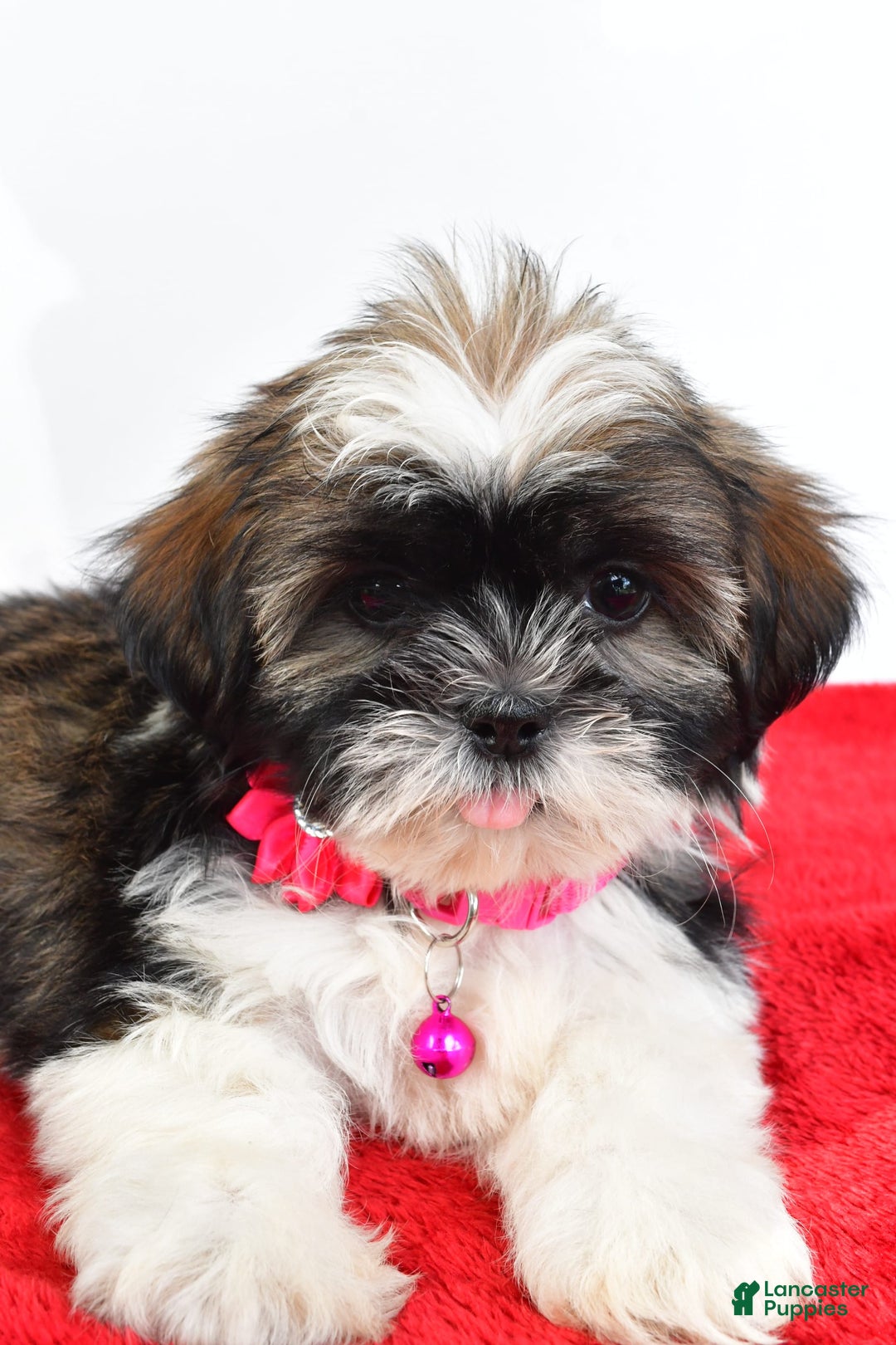 Shih Tzu dogs for sale: Lindy - Image 2