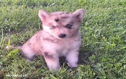 Gerberian Shepsky dogs for sale: Bella - Image 1