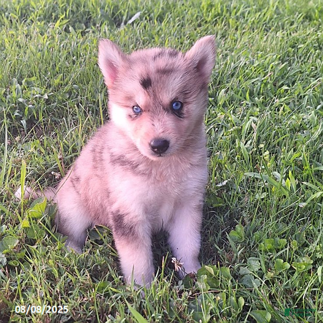 Gerberian Shepsky dogs for sale: Bella - Image 1