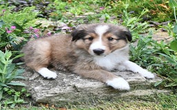 Shetland Sheepdog dogs for sale: Megan - Image 2