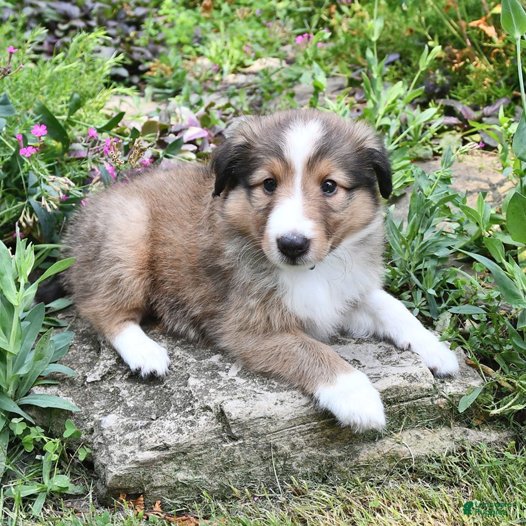 Shetland Sheepdog dogs for sale: Megan - Image 2