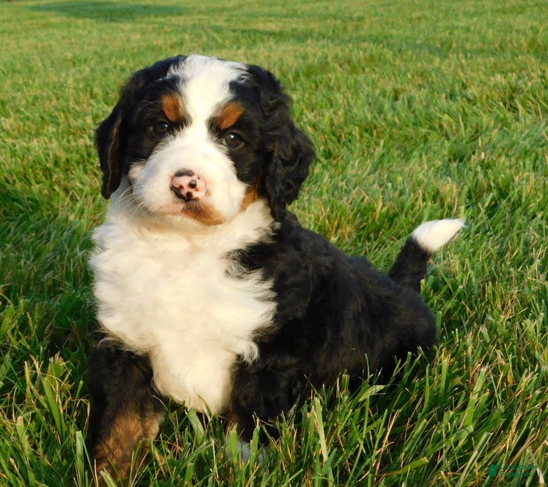 Mini Bernedoodle dogs for sale: Kody - Image 7