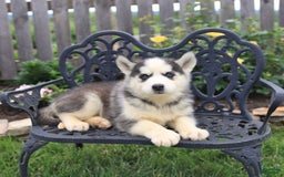Siberian Husky dogs for sale: Sophie - Image 4