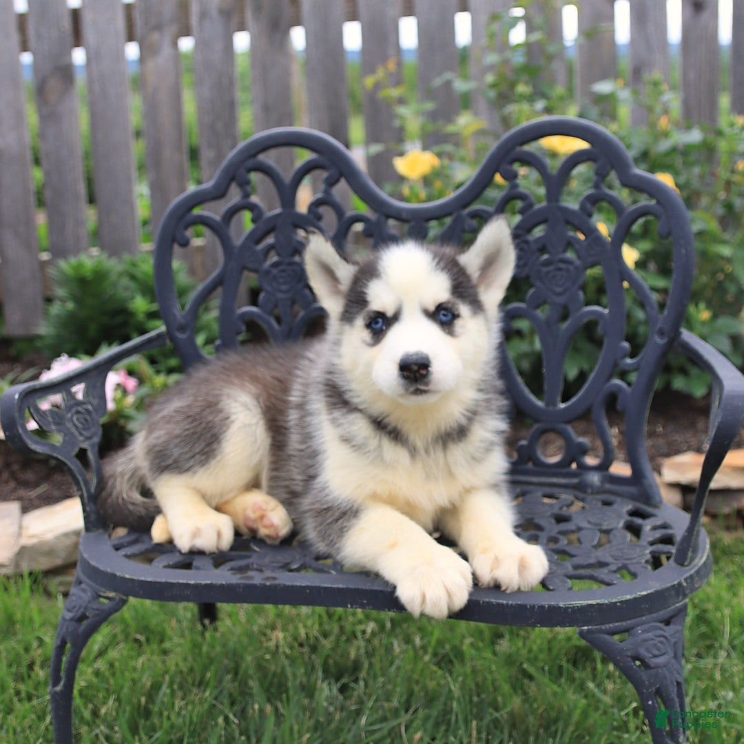 Siberian Husky dogs for sale: Sophie - Image 4