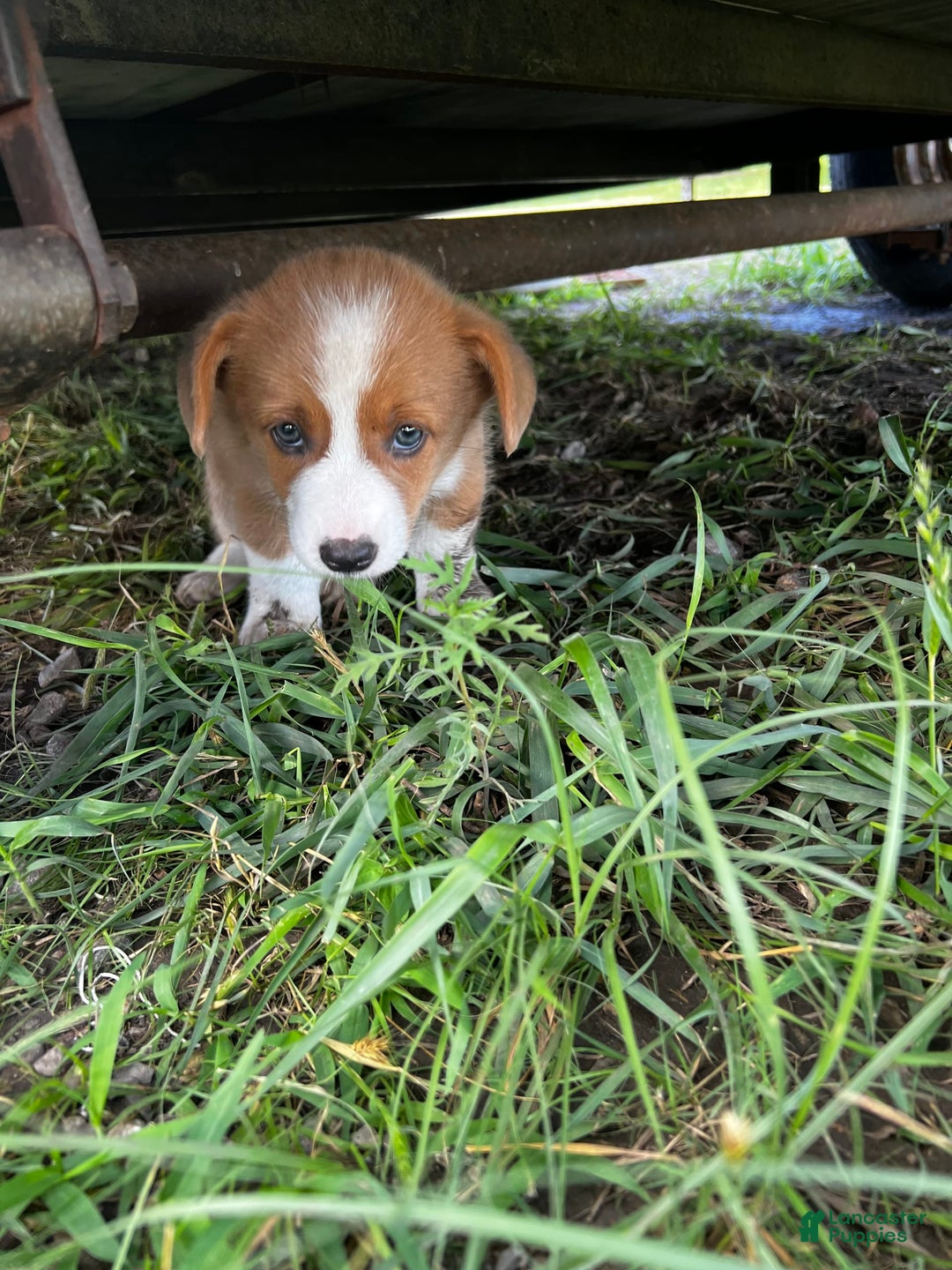 Welsh Corgi Pembroke dogs for sale: Female 1 - Image 2