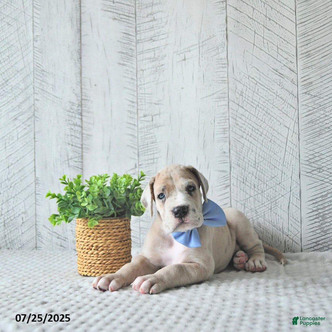 Great Dane dogs for sale: Russell - Image 5