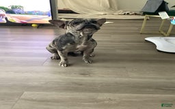 American Bully dogs for sale: Stormy - Image 3