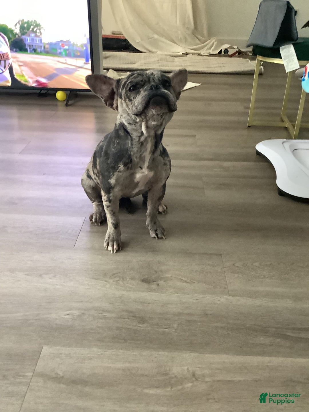 American Bully dogs for sale: Stormy - Image 3
