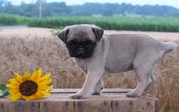 Pug dogs for sale: Silver Belle - Image 2