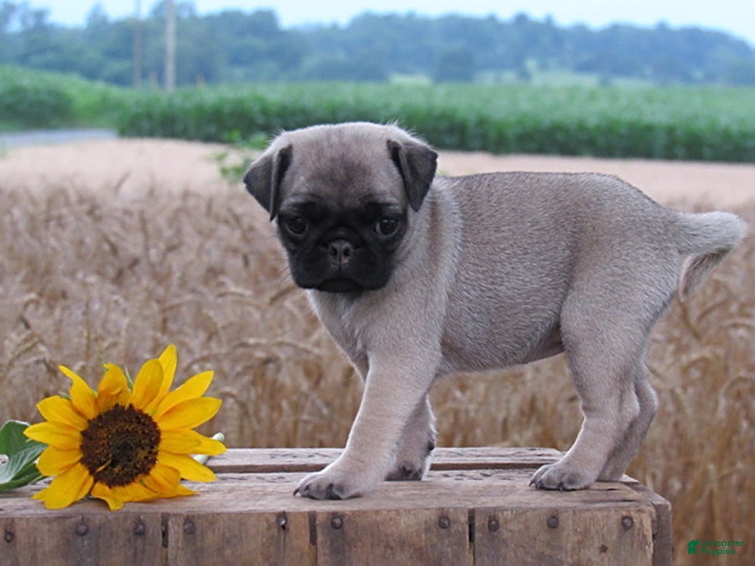 Pug dogs for sale: Silver Belle - Image 2